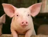 Prodam izločene svinje