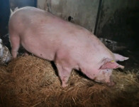 Prodam izločene svinje