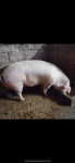 Svinja 300kg
