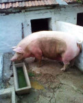 Svinja za zakol 300kg