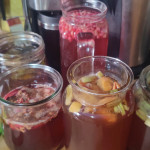 KOMBUCHA, SCOBY - Podarim gobo s tekočino za izdelavo kombuche