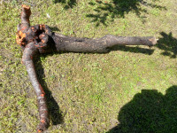 Les vinogradniške breskve z korenino, cca 100x12 cm, svež.