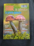 Gobe za začetnike in prave gobarje