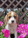 Beagle - mladički