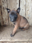 Belgijski ovčar malinois mladički še 1 moški