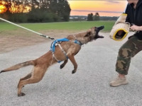 Belgijski ovčar-malinois