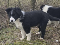 Border collie mladiček, samček