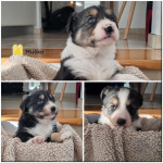 Border collie mladički