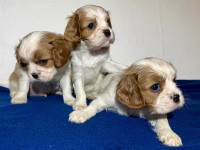 CAVALIER KING CHARLES SPANIEL