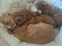 Cavapoo mladicki