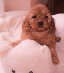 Cavapoo mladicki