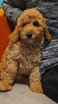 MINI AMERIŠKI COCKAPOO
