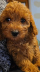 MINI AMERIŠKI COCKAPOO MARIBOR-Bresternica