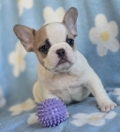 Francoski buldog mladiči
