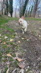 FRANCOSKI BULDOG SAMICKA