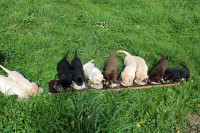 Labradorec, Labradorci psički rjave (čokoladne), črne in bele barve