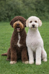 Lagotto Romagnolo