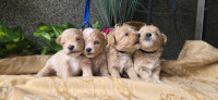 Maltipoo