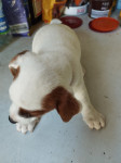 Jack Russell PRODAMO