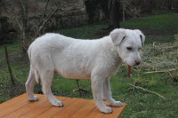 Pastirski pes mešanček - samček
