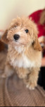 Maltipoo   samec aprikot  barve
