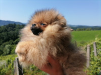 Pomeranec