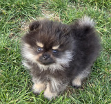 POMERANEC MINI SAMIČKA