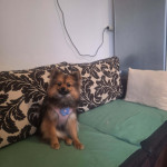 POMERANEC