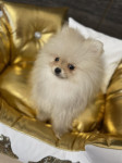 Pomeranian - POMERANEC - BOO ... MINI varijanta !