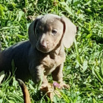 Pritlikavi jazbečar