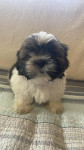 Prodam mladiče Shih tzu