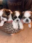 Shih Tzu mladički