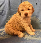Na voljo mladički pasme Lagotto Romagnolo - oddaja konec marca