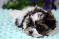 Yorkshire teriér   EXTRA MINI