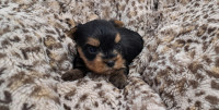 Yorkshire terrier, yorki