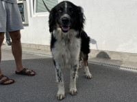ALFI