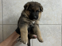 ASTOR (karantena)