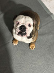 Angleški buldog