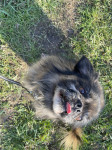 BOBO PEKINEZER