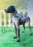 Burbon