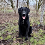 DOBER LABRADORSKI MIKS IŠČE DOM-STONE