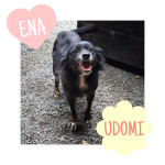 ENA, pes manjše postave