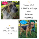 IŠČEJO DOM- od  2023/2024 v zavetišču