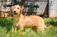 Jasper išče družino