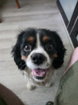 King Charles Cavalier -Whiskey-
