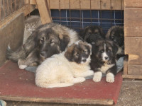 Psički mama kavkaški ovčar oče tornjak