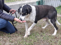 Razer išče družino