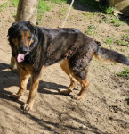 Šapko išče primeren dom, kuza, kuža, velik pes