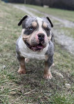 AMERICAN BULLY POCKET
