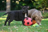 AMERICAN BULLY POCKET vrhunski mladicki!!!